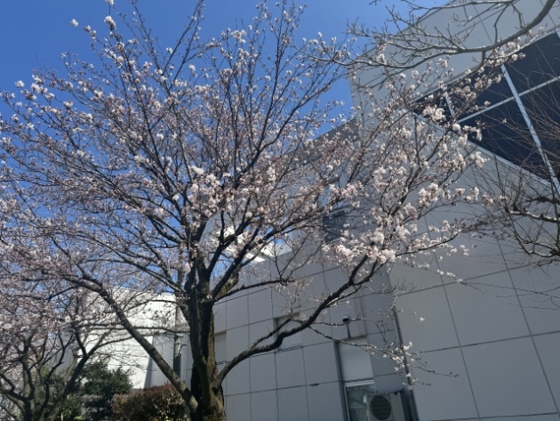 桜満開です！